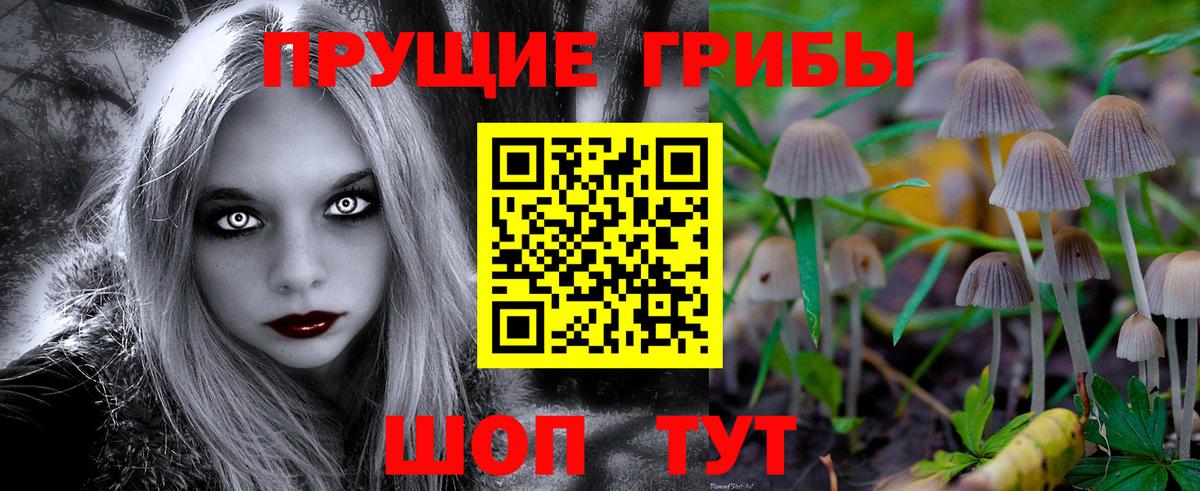 Галлюциногенные грибы Psilocybe Волхов
